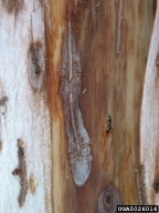 Two views of the streaking and discoloration of the vascular tissue in elms infected with Dutch elm disease
