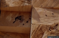 Lumber cut from infested trees is downgraded because of the galleries of red oak borer