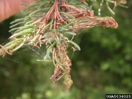 Nest of mature spruce budworm larvae