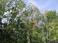 Beech trees in forest killed by beech bark disease