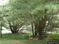 Bush-like pines with many leaders