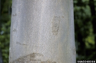 smooth grey bark of healthy American beech