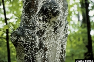 Beech scale on bark of severely damaged American beech (note also lumpy cankers on trunk caused by beech bark disease)