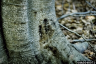 Dark weeping spots are also a sign of beech bark disease