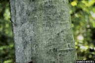 Cracked bark of tree with beech bark disease