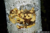Discoloration under bark due to cankers