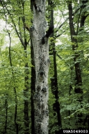 View of trunk of American beech infested with beech scale (light colored material)