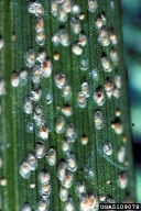 Colonies of various density of coconut scale on palm fronds