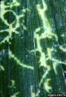 Discolored streaks in palm fronds are a sign of coconut scale damage