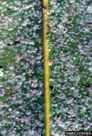 Colonies of various density of coconut scale on palm fronds