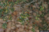 Damage from hemlock woolly adelgid is seen as needle loss, leading to branch death