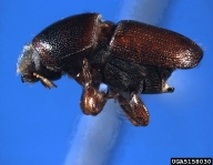 Adult of smaller European elm bark beetle