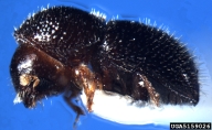 Adult of black twig beetle