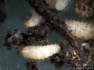 Larvae of black vine weevil are cream colored, with a brown head and no legs.