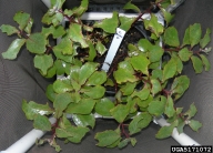 Adult black vine weevils notch edges of sedum plant leaves