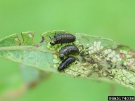 Larvae and feeding damage of imported willow leaf beetle