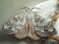 Male Siberian moth