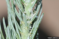 Close view of pine leaf adelgid on a spruce host