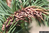Old gall of pine leaf adelgid on a spruce host, after adelgid emergence