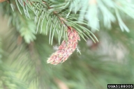 Fresh gall of pine leaf adelgid on a spruce host