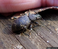 Adults of black vine weevil are flightless (wing covers do not open) and nocturnal.