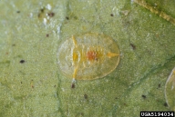 Nymph of citrus whitefly