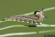Larvae of introduced pine sawfly
