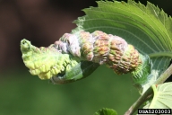 Elm leaf galled by woolly elm aphid