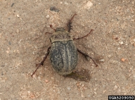 Adults of two species of May and June beetles, showing general body form shared by most species in genus