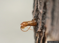 Pupal skins of ash/lilac borer left behind on ash trunk following moth emergence