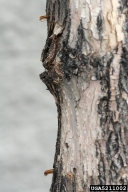 Pupal skins of ash/lilac borer left behind on ash trunk following moth emergence