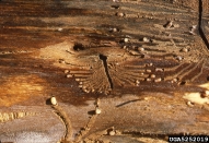 Galleries and brood of smaller European elm bark beetle; larvae are visible at ends of many galleries