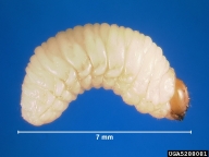 Larva of Jeffrey pine beetle, removed from gallery