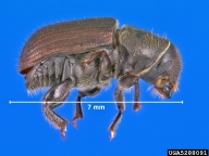 Adult of Jeffrey pine beetle