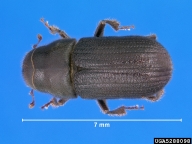Adult of Jeffrey pine beetle