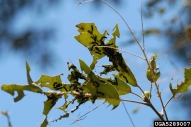 Defoliation by larvae of orange striped oakworm