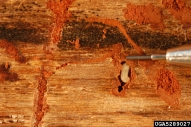 View of southern pine beetle larva in wood