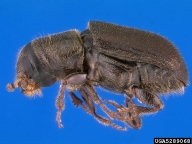 Adult of western pine beetle