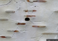 D-shaped exit hole made by adult bronze birch borer