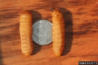 Close up of poplar borer larvae