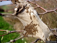 Young browntail moth caterpillars on web