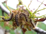 Mature browntail moth caterpillars