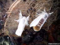 Female browntail moth