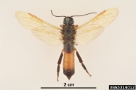 Mounted adult male
