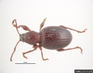 Adult of strawberry root weevil