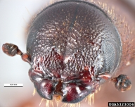 Close up of head; note lack of rows of tubercules on either side of the frontal groove, as are present in the southern pine beetle