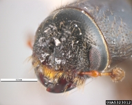 The head of the southern pine beetle is diagnostic for the species