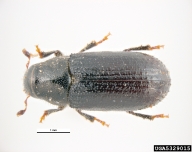 Adult of larger shoot beetle