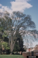 American elms dying of Dutch elm disease
