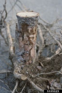 Bark removed from stump to show the breeding galleries of pales weevil
